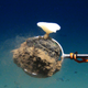 A sponge attached to a polymetallic nodule